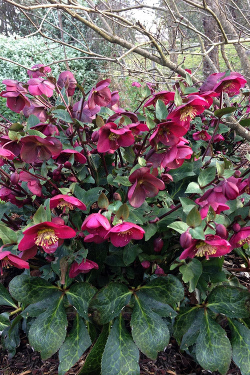  Anna's Red Helleborus (Lenten Rose) - 1 Gallon Pot