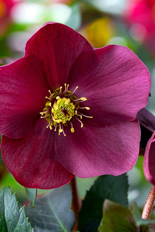  Ice & Roses 'Early Red' Helleborus (Lenten Rose) - 1 Gallon Pot