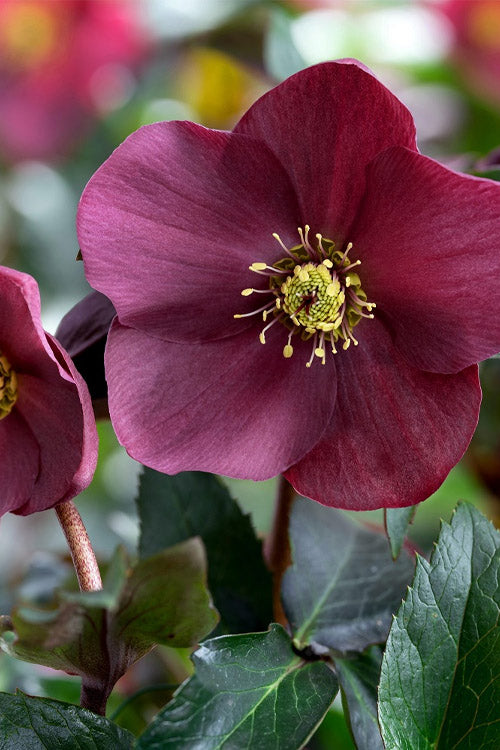  Ice & Roses 'Early Red' Helleborus (Lenten Rose) - 1 Gallon Pot