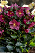  Ice & Roses 'Early Red' Helleborus (Lenten Rose) - 1 Gallon Pot