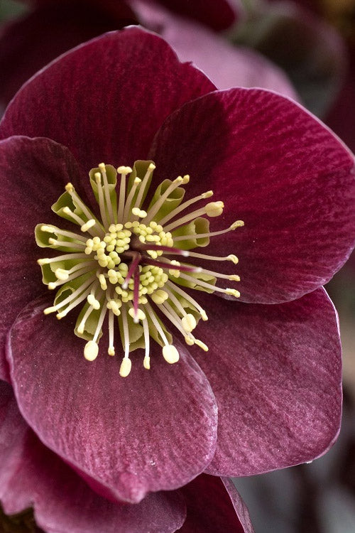  Ice N' Roses 'Merlot' Helleborus (Lenten Rose) - 1 Gallon Pot
