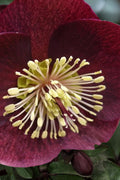  Ice N' Roses 'Merlot' Helleborus (Lenten Rose) - 1 Gallon Pot