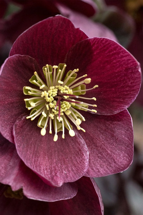  Ice N' Roses 'Merlot' Helleborus (Lenten Rose) - 1 Gallon Pot
