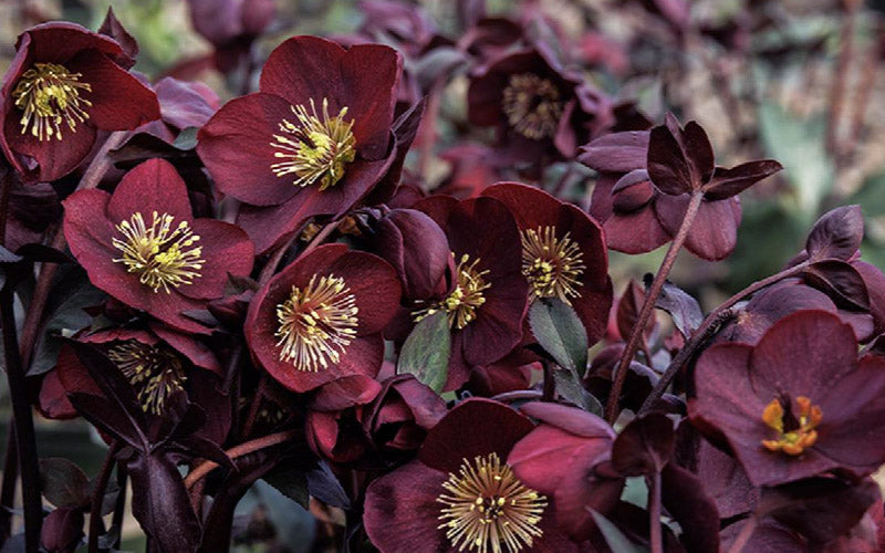  Ice N' Roses 'Merlot' Helleborus (Lenten Rose) - 1 Gallon Pot