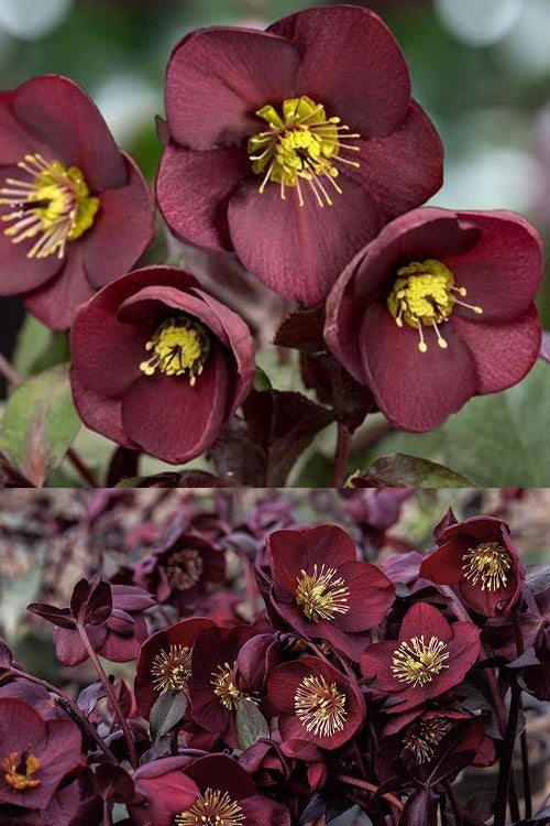  Ice N' Roses 'Merlot' Helleborus (Lenten Rose) - 1 Gallon Pot