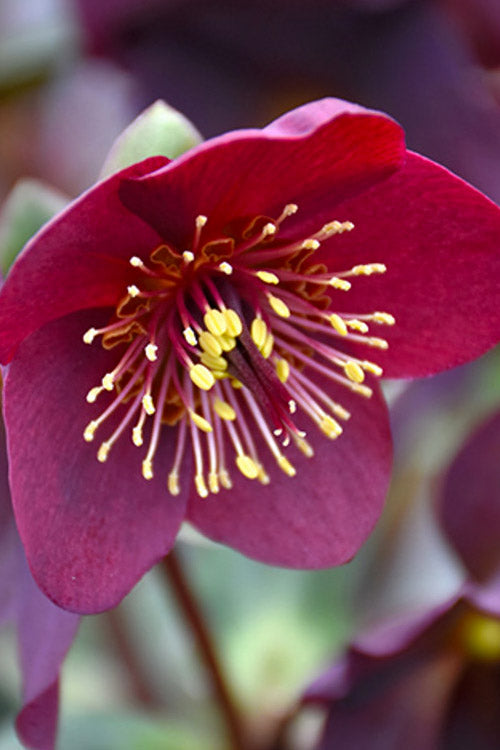  Ice N' Roses 'Red' Helleborus (Lenten Rose) - 1 Gallon Pot
