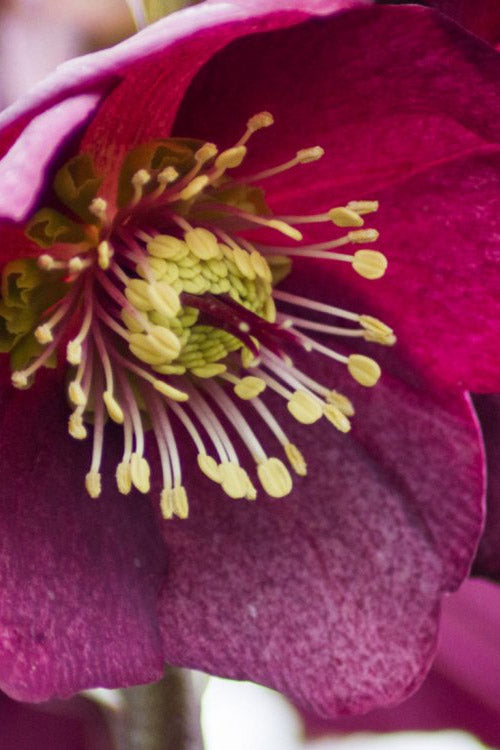  Ice N' Roses 'Red' Helleborus (Lenten Rose) - 1 Gallon Pot