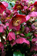  Ice N' Roses 'Red' Helleborus (Lenten Rose) - 1 Gallon Pot