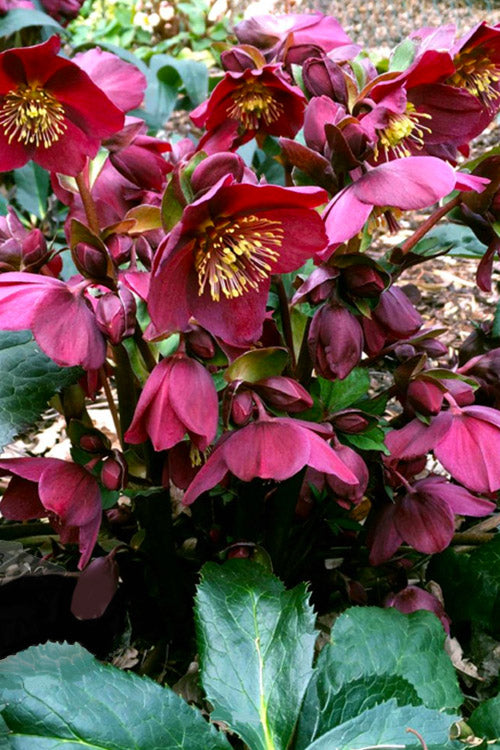  Ice N' Roses 'Red' Helleborus (Lenten Rose) - 1 Gallon Pot