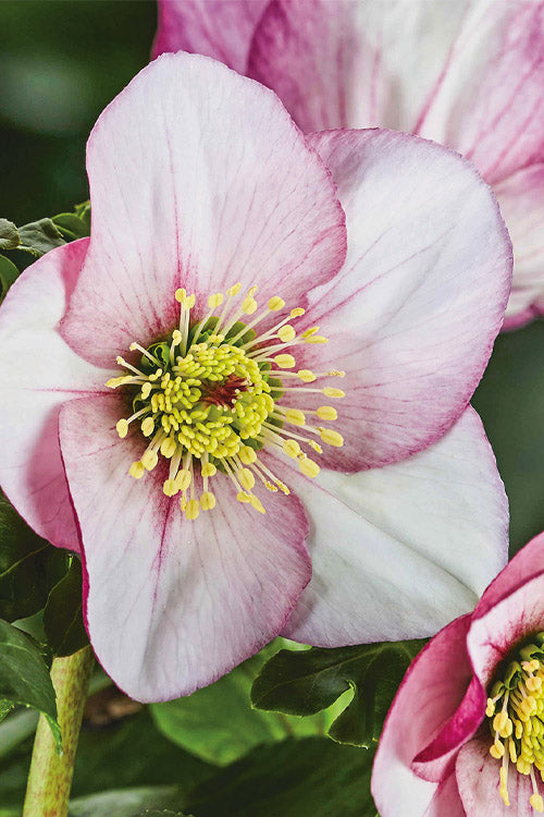  Liara Helleborus (Lenten Rose) - 1 Gallon Pot