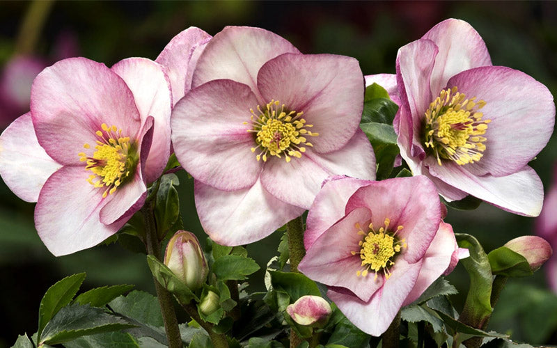  Liara Helleborus (Lenten Rose) - 1 Gallon Pot