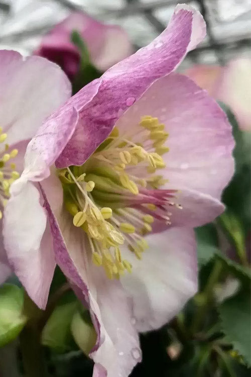  Liara Helleborus (Lenten Rose) - 1 Gallon Pot
