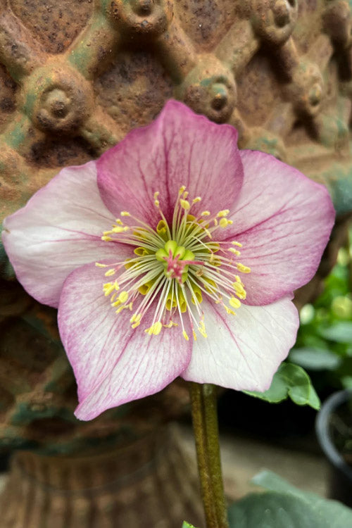  Liara Helleborus (Lenten Rose) - 1 Gallon Pot