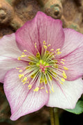 Liara Helleborus (Lenten Rose) - 1 Gallon Pot