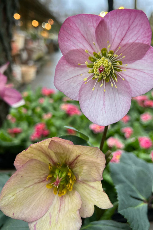  Liara Helleborus (Lenten Rose) - 1 Gallon Pot