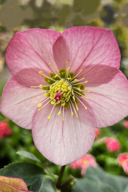  Liara Helleborus (Lenten Rose) - 1 Gallon Pot