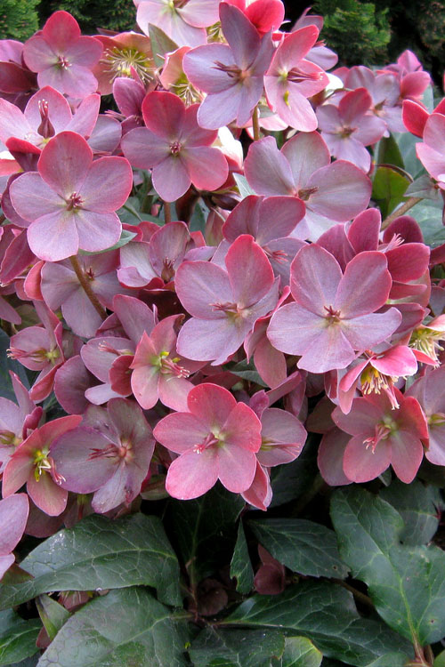  Merlin Helleborus (Lenten Rose) - 1 Gallon Pot