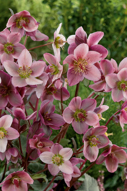  Merlin Helleborus (Lenten Rose) - 1 Gallon Pot