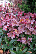  Merlin Helleborus (Lenten Rose) - 1 Gallon Pot