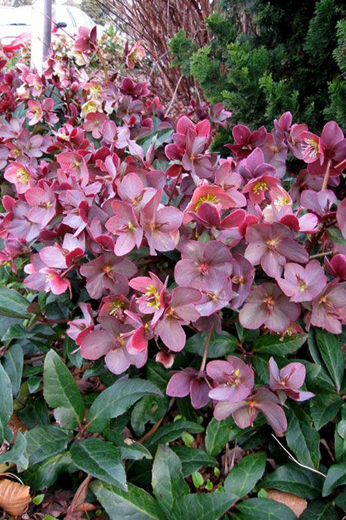  Merlin Helleborus (Lenten Rose) - 1 Gallon Pot