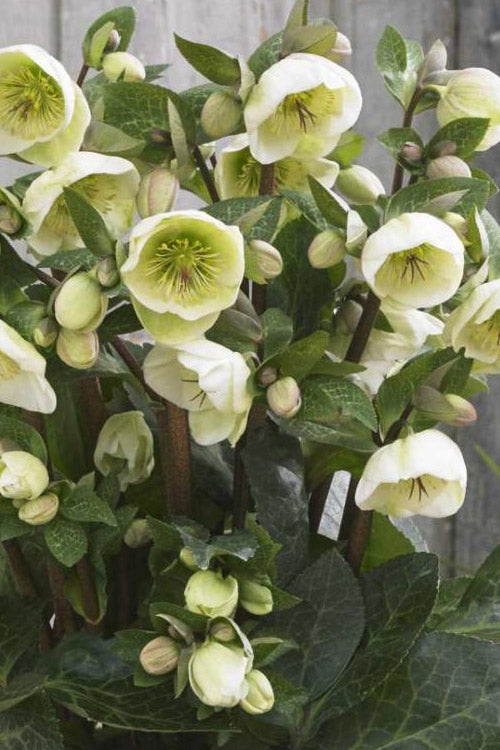  Moondance Helleborus (Lenten Rose) - 1 Gallon Pot