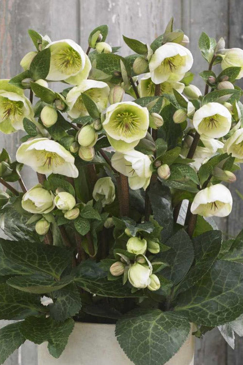  Moondance Helleborus (Lenten Rose) - 1 Gallon Pot