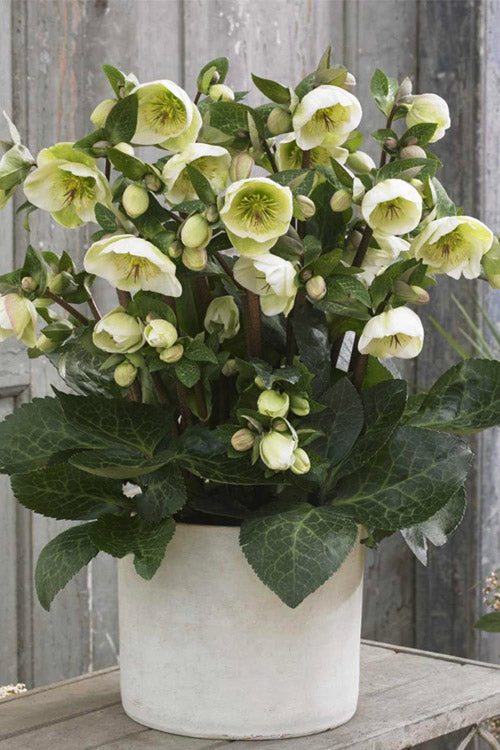  Moondance Helleborus (Lenten Rose) - 1 Gallon Pot