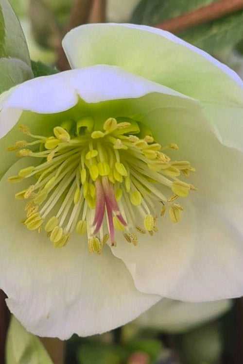  Moondance Helleborus (Lenten Rose) - 1 Gallon Pot