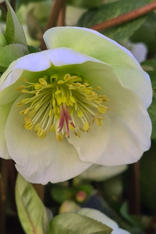  Moondance Helleborus (Lenten Rose) - 1 Gallon Pot