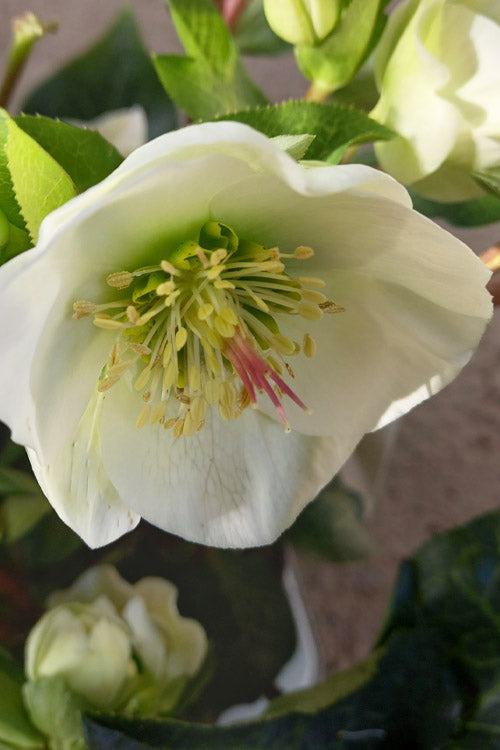  Moondance Helleborus (Lenten Rose) - 1 Gallon Pot