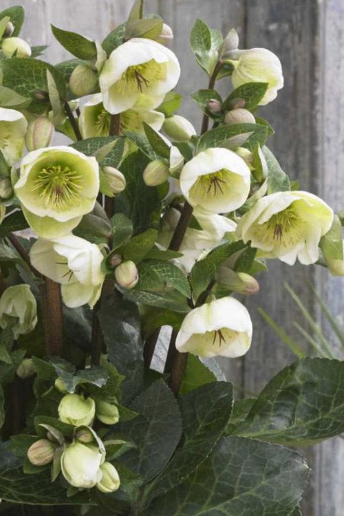  Moondance Helleborus (Lenten Rose) - 1 Gallon Pot