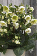  Moondance Helleborus (Lenten Rose) - 1 Gallon Pot