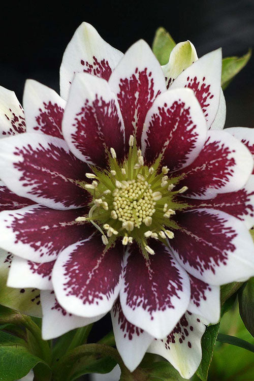  Winter Jewels 'Painted Doubles' Helleborus (Lenten Rose) - 1 Gallon Pot
