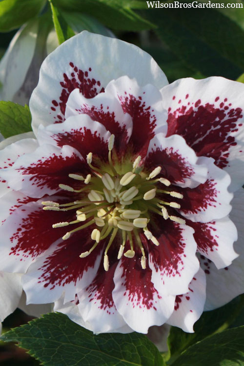  Winter Jewels 'Painted Doubles' Helleborus (Lenten Rose) - 1 Gallon Pot
