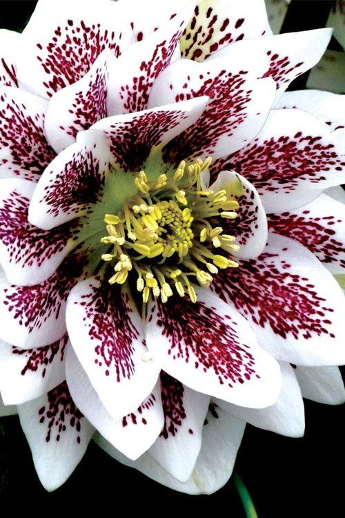  Winter Jewels 'Painted Doubles' Helleborus (Lenten Rose) - 1 Gallon Pot