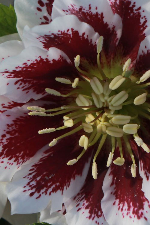  Winter Jewels 'Painted Doubles' Helleborus (Lenten Rose) - 1 Gallon Pot