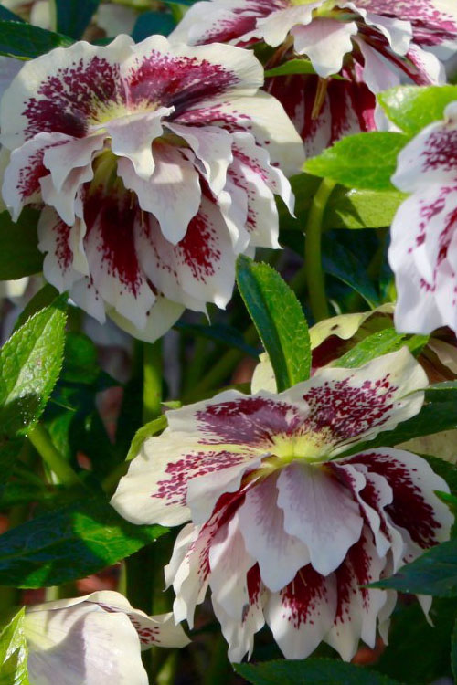  Winter Jewels 'Painted Doubles' Helleborus (Lenten Rose) - 1 Gallon Pot