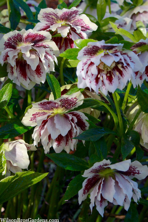  Winter Jewels 'Painted Doubles' Helleborus (Lenten Rose) - 1 Gallon Pot