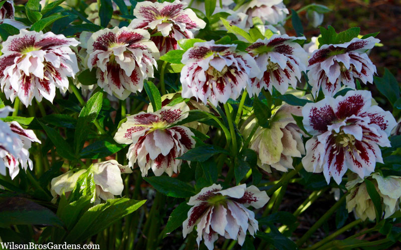  Winter Jewels 'Painted Doubles' Helleborus (Lenten Rose) - 1 Gallon Pot