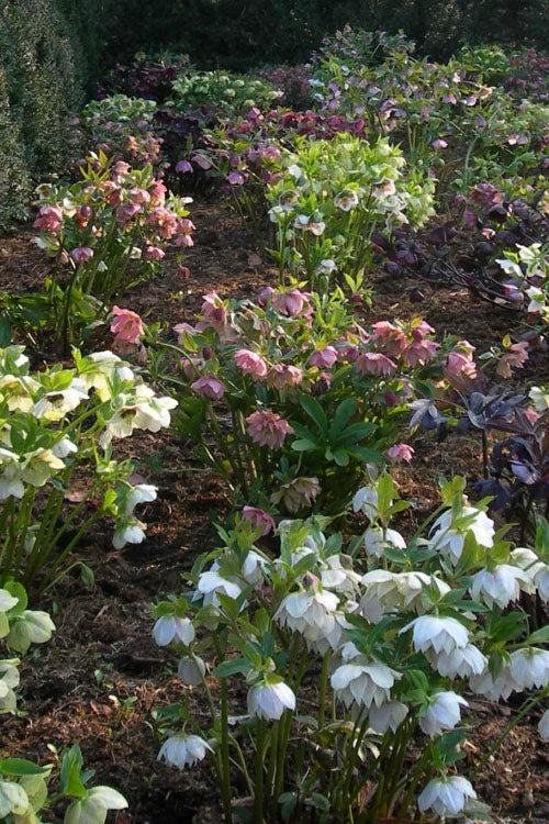  Pine Knot Select Strain Helleborus (Lenten Rose) - 1 Gallon Pot
