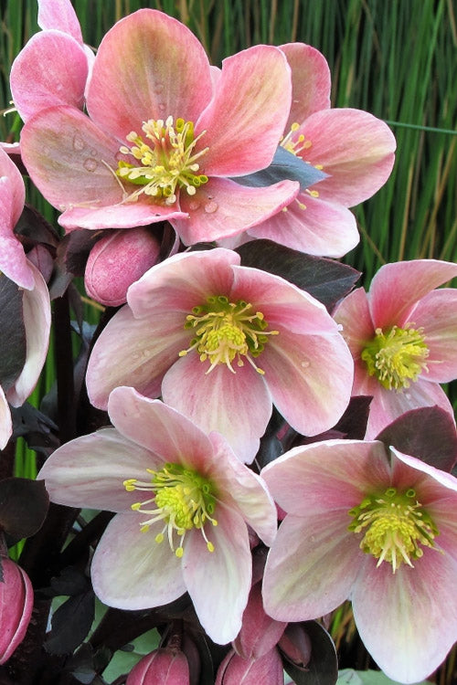  Pink Frost Helleborus (Lenten Rose) - 1 Gallon Pot