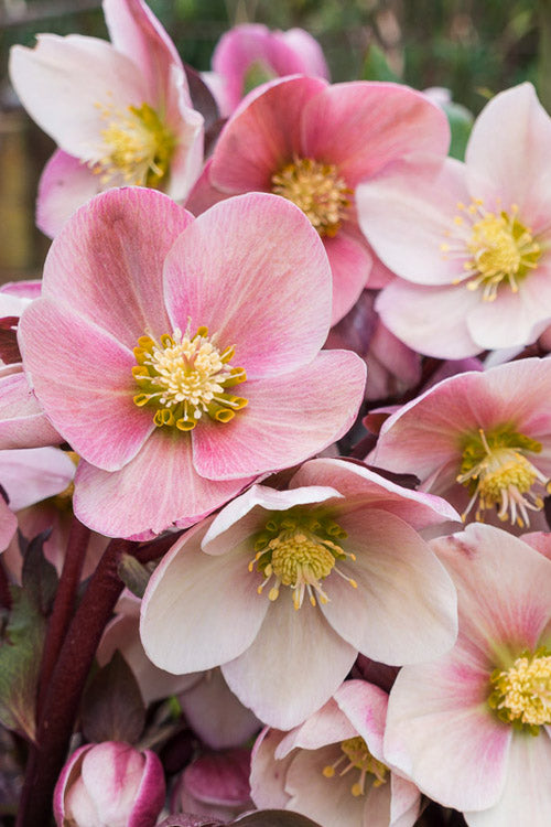  Pink Frost Helleborus (Lenten Rose) - 1 Gallon Pot