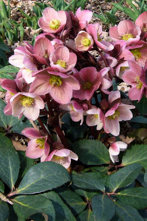  Pink Frost Helleborus (Lenten Rose) - 1 Gallon Pot