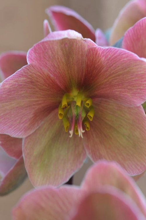  Pink Frost Helleborus (Lenten Rose) - 1 Gallon Pot