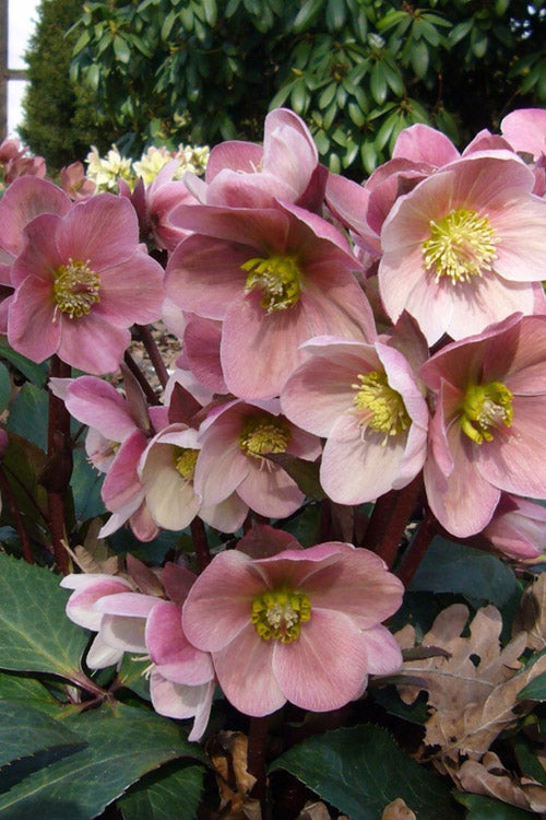  Pink Frost Helleborus (Lenten Rose) - 1 Gallon Pot