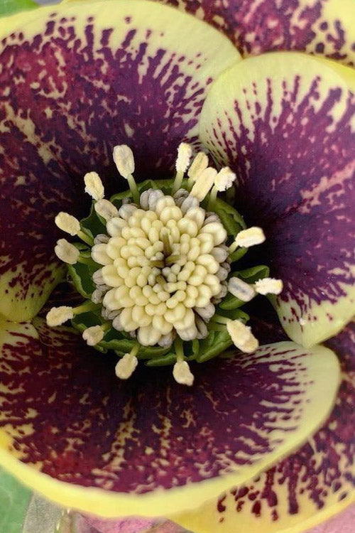  Rio Carnival Helleborus (Lenten Rose) - 1 Gallon Pot