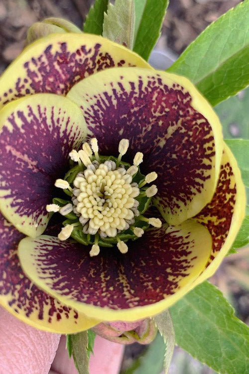  Rio Carnival Helleborus (Lenten Rose) - 1 Gallon Pot