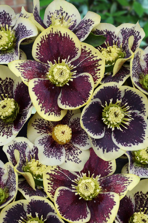  Rio Carnival Helleborus (Lenten Rose) - 1 Gallon Pot