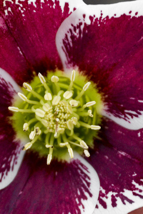  Romantic Getaway Helleborus (Lenten Rose) - 1 Gallon Pot