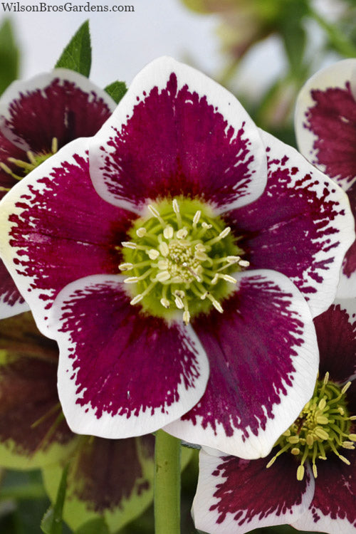  Romantic Getaway Helleborus (Lenten Rose) - 1 Gallon Pot